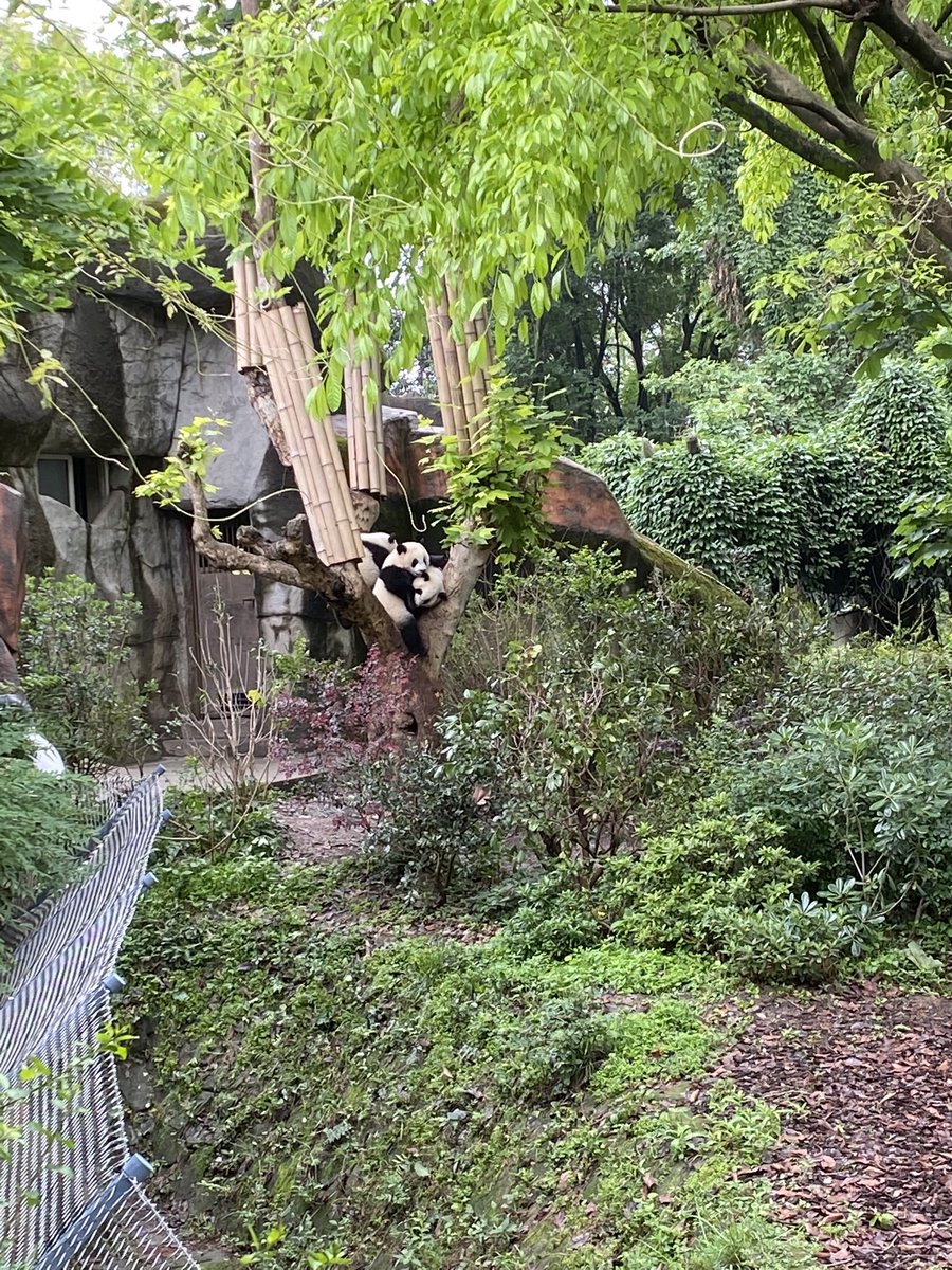 这回真成心碎修狗了