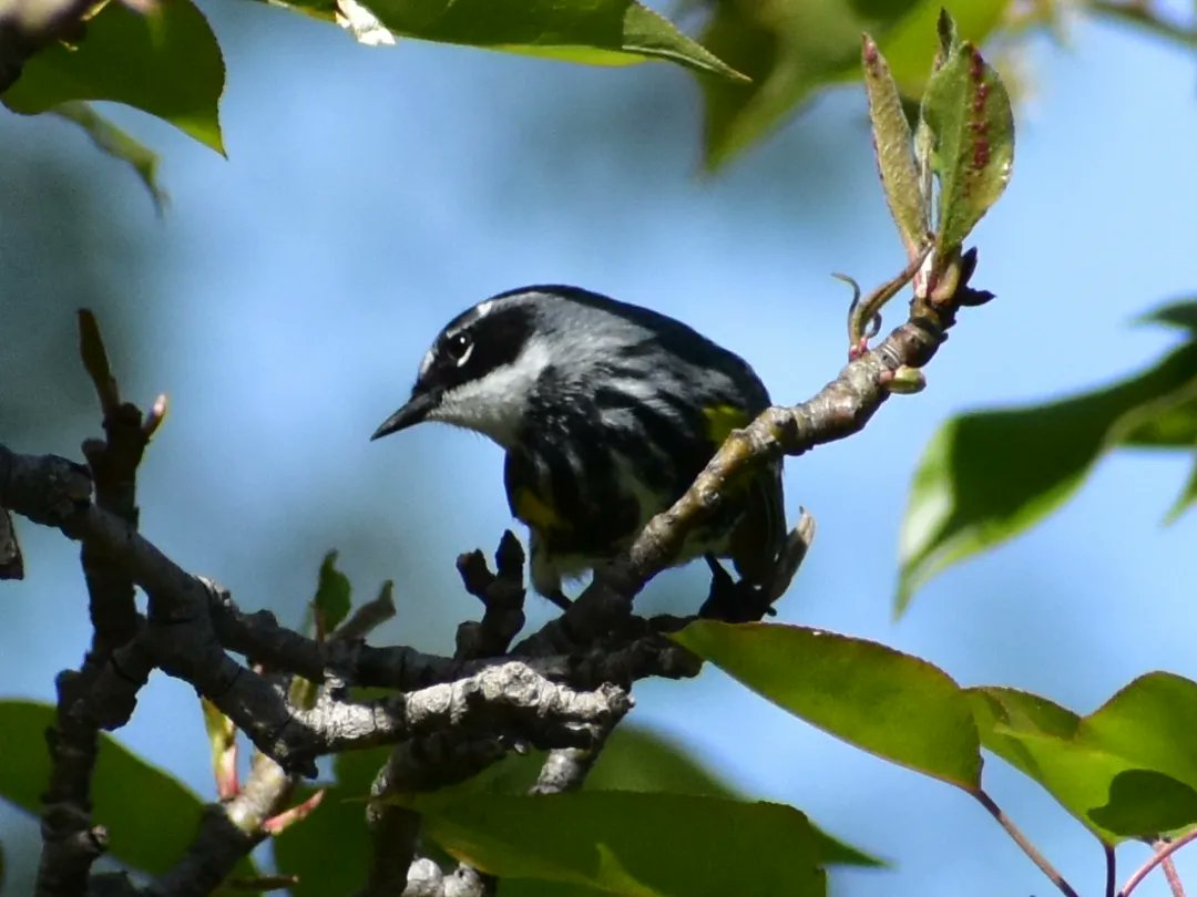 MartindalePondP's tweet photo. Yellow rumped warbler.  #martindalepond #stcatharines #stcatharinesontario #ourhomestc #niagara #niagararegion #canada #backyardphotography #amateurphotography #nature #wildlife #wildlifephotography #naturephotography #birdphotos #yellowrumpedwarblers https://t.co/nUpCcocah4