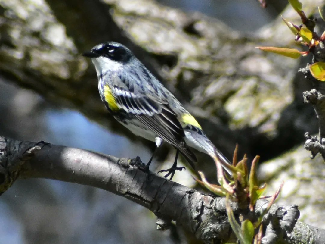 MartindalePondP's tweet photo. Yellow rumped warbler.  #martindalepond #stcatharines #stcatharinesontario #ourhomestc #niagara #niagararegion #canada #backyardphotography #amateurphotography #nature #wildlife #wildlifephotography #naturephotography #birdphotos #yellowrumpedwarblers https://t.co/nUpCcocah4