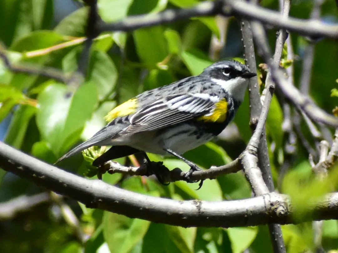 MartindalePondP's tweet photo. Yellow rumped warbler.  #martindalepond #stcatharines #stcatharinesontario #ourhomestc #niagara #niagararegion #canada #backyardphotography #amateurphotography #nature #wildlife #wildlifephotography #naturephotography #birdphotos #yellowrumpedwarblers https://t.co/nUpCcocah4