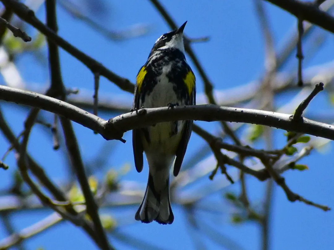MartindalePondP's tweet photo. Yellow rumped warbler.  #martindalepond #stcatharines #stcatharinesontario #ourhomestc #niagara #niagararegion #canada #backyardphotography #amateurphotography #nature #wildlife #wildlifephotography #naturephotography #birdphotos #yellowrumpedwarblers https://t.co/nUpCcocah4