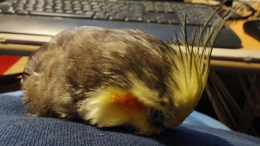 tiellover's tweet photo. Sleeping beauty. 😍 But what is Pepper dreaming about? Look at that crest go! https://t.co/MRwBdnjifC