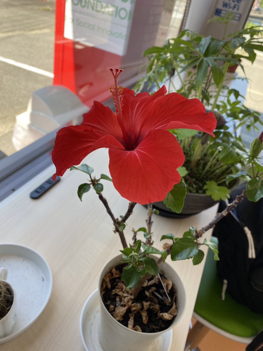 ehonncafe's tweet photo. あめのちはれです😊

今年もハイビスカス咲きました🌺
季節を感じますね♪

皆さまにとって良い週末になりますように☺️

#南魚沼市
#就労継続支援b型 
#あめのちはれ
#福祉施設
#ハイビスカス
#良い週末
#新潟 https://t.co/MiwoJM4ZHQ