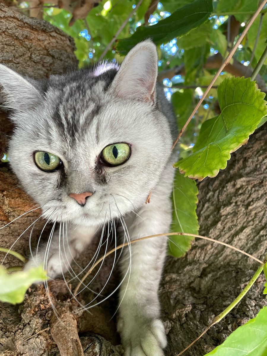 notTHEwoz's tweet photo. Gromit the arboreal.  If you see this tweet, QT with the most recent photo you took of your pet. No cheating. https://t.co/gyjTdEzkLg