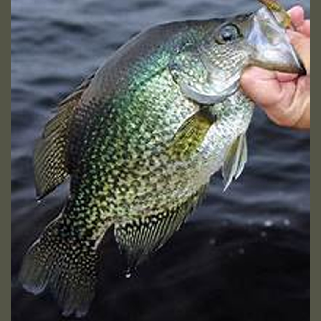 fishingusa22's tweet photo. Friends don’t let friends miss fishing trips.
#troutareafishing #carpfishinguk #troutstream #shimano #troutmagnet #shimanofishing #troutlake #shimanoreels #troutfarm #nature #troutlife https://t.co/FE9h0klazB