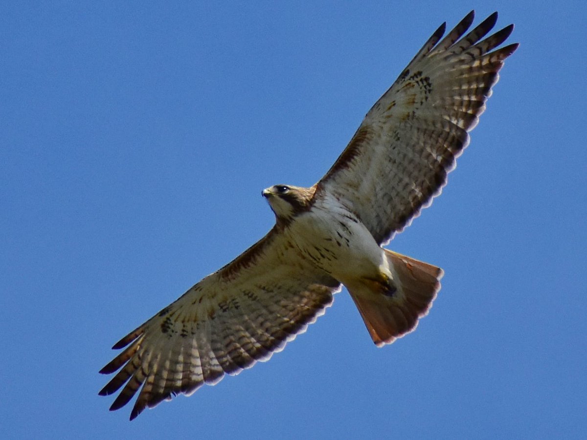 MartindalePondP's tweet photo. Red tailed hawk #martindalepond #stcatharines #stcatharinesontario #ourhomestc #niagara #niagararegion #canada #backyardphotography #amateurphotography #nature #wildlife #wildlifephotography #naturephotography #redtailedhawk https://t.co/vmwiiJLY7X