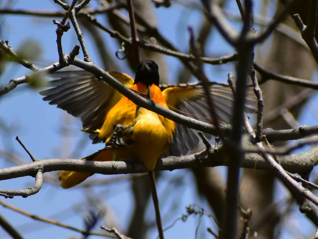 MartindalePondP's tweet photo. Baltimore Orioles having a moment.   #martindalepond #stcatharines #stcatharinesontario #ourhomestc #niagara #niagararegion #canada #backyardphotography #amateurphotography #nature #wildlife #wildlifephotography #naturephotography #birdphotos #baltimoreorioles https://t.co/p6XtxIYbmI