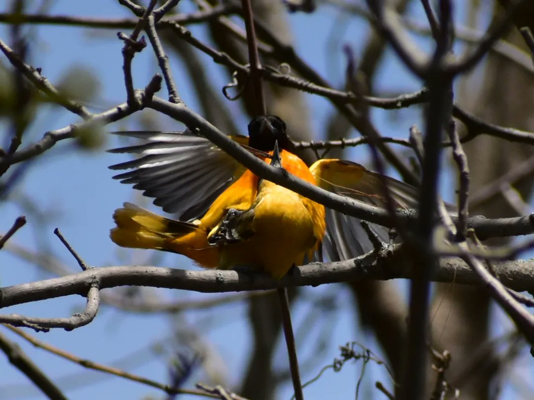 MartindalePondP's tweet photo. Baltimore Orioles having a moment.   #martindalepond #stcatharines #stcatharinesontario #ourhomestc #niagara #niagararegion #canada #backyardphotography #amateurphotography #nature #wildlife #wildlifephotography #naturephotography #birdphotos #baltimoreorioles https://t.co/p6XtxIYbmI