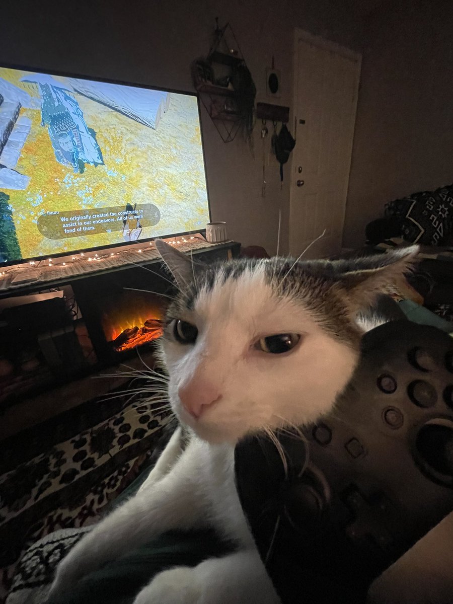 mrsariley_'s tweet photo. mango just making sure i know that he’s still here https://t.co/AejZih7EqU