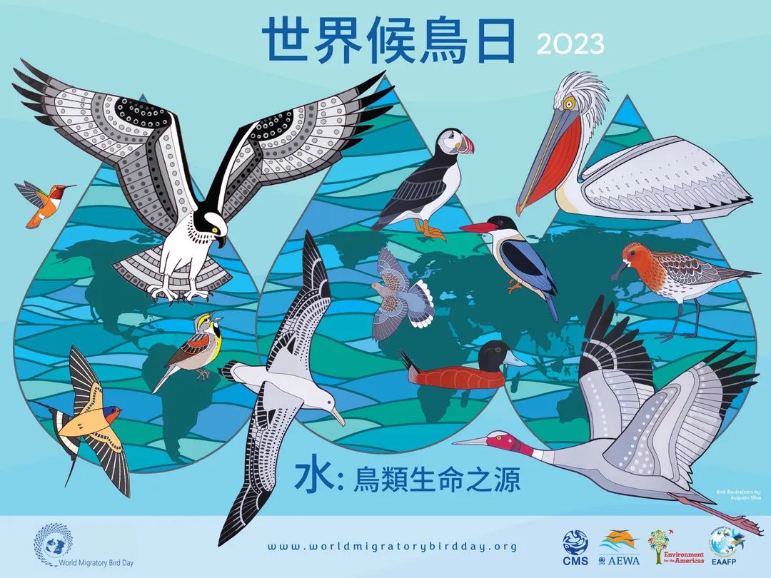 今天是#世界候鳥日 ！🐦

今年的主題是「水：鳥類生命之源」，大多數候鳥在一生中都依賴水域環境，不僅是覓食、飲水或築巢的重要場所，也是牠們在漫長的旅途中休息和補給的地方。讓我們一起為候鳥保留乾淨的水資源與環境吧！

＃WorldMigratoryBirdDay