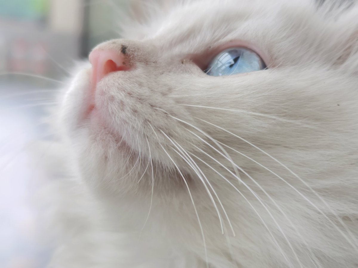 Felivecal's tweet image. Do you like my blue eyes?

#ragdollworld #cute #catlife #beauty #blueeyes #cutecats #catantsy  #pretty #catloversclu #cat #cateye #cats #catlife #catphoto #catlovers #petcare #kitty #dailycat #kittenself #kitten #kittens #meow #cutecat #kittylove