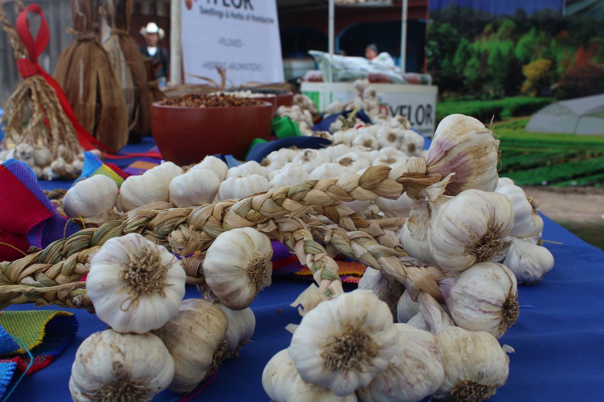 Beneficiarios de #SembrandoVidaHonduras participan en la Feria del Ajo, en San Manuel Colohete, 🇭🇳, gracias a la colaboración entre <a href="/AMEXCID/">AMEXCID</a> y <a href="/USAIDHonduras/">USAID Honduras</a>
🧵