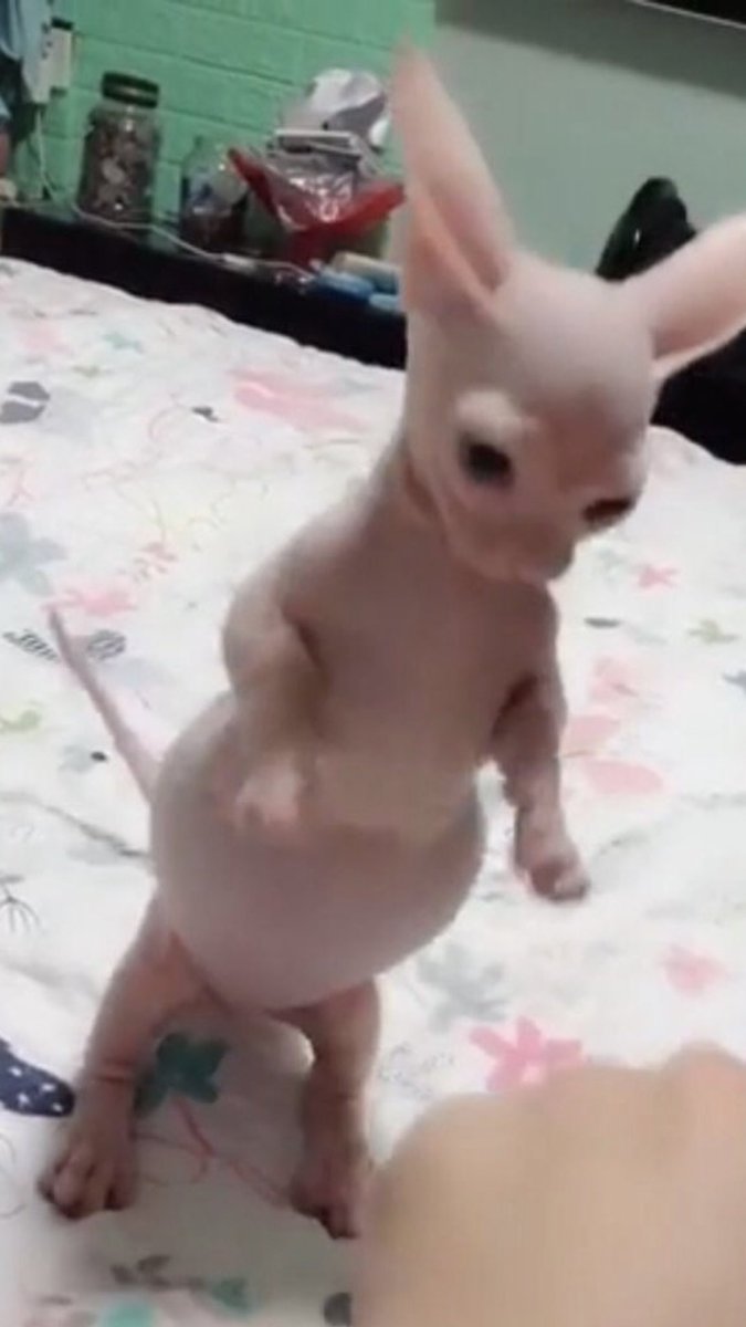 How long have you guys been following Bingus?