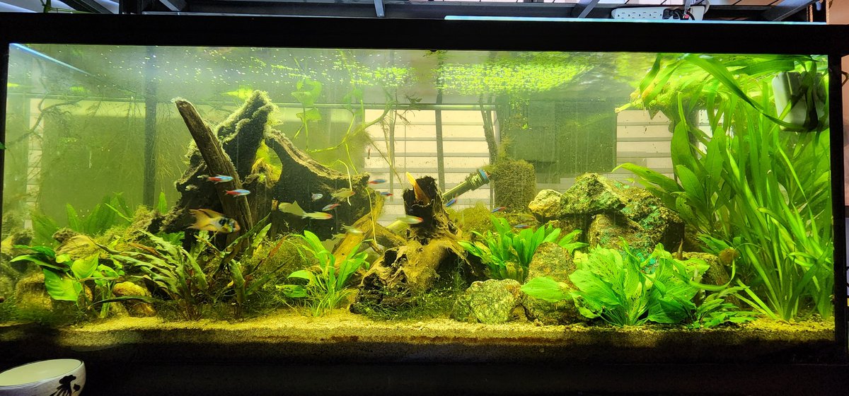 JunkinDonuts's tweet photo. Fish update: tanks are still going and I've got shrimp now, the right one is the first shrimplit I found in my new tank and that's the end of a pipette next to it. https://t.co/gWVWmHUW44