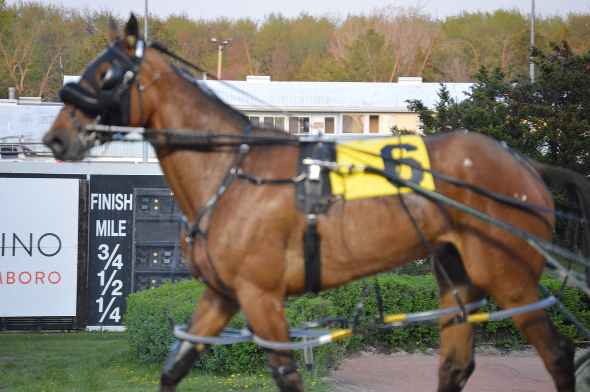 LusiAndAlbert's tweet photo. Another top-five finish this week for Magical Albert. He fought for fourth. You can’t teach heart and Magical Albert has the biggest heart in our family. Photos courtesy of Joe Kolodziej, one of Albert’s biggest fans. #MagicalAlbert #horse #thebountyofillusionist #ittakesateam https://t.co/LjB3qXpAmw