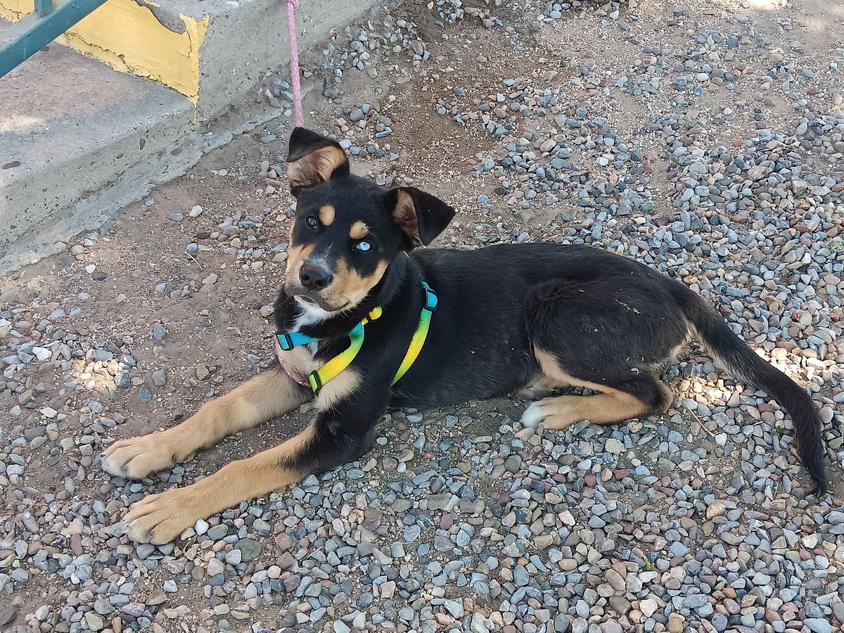 PitbullTina's tweet photo. #PleaseRTRTRT!! FOUND THIS LITTLE ANGEL LEFT TIED TO A POLE TODAY! SHES EMACIATED & WAS DEHYDRATED! I CALLED ANIMAL CONTROL TO SCAN HER, BUT AFTER 3 HRS JUST BROUGHT HER HOME! WILL SCAN HER TOMORROW & THEN THE SEARCH FOR HER FOREVER LOVING HOME! ABOUT 3 MO OLD FML HUSKY/SHPRD MIX https://t.co/qcDbCqbY4W