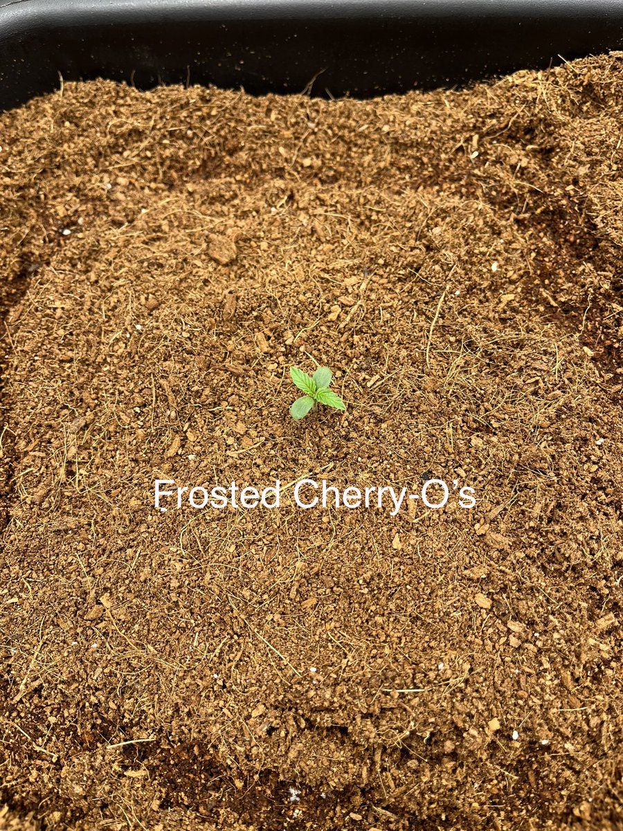 PushnPhosphorus's tweet photo. Day 01.
@autopotusa 3.9 gals.
(Pushnautopots) = 10% off.
@GrowersChoice_ #GrowerschoiceLEDs
@Speedrunseeds
#Cannaland https://t.co/lZZILrsWLr