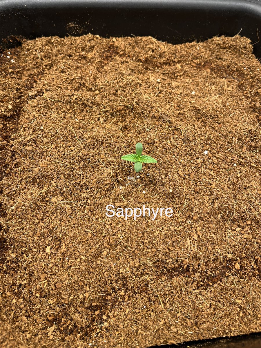 PushnPhosphorus's tweet photo. Day 01.
@autopotusa 3.9 gals.
(Pushnautopots) = 10% off.
@GrowersChoice_ #GrowerschoiceLEDs
@Speedrunseeds
#Cannaland https://t.co/lZZILrsWLr