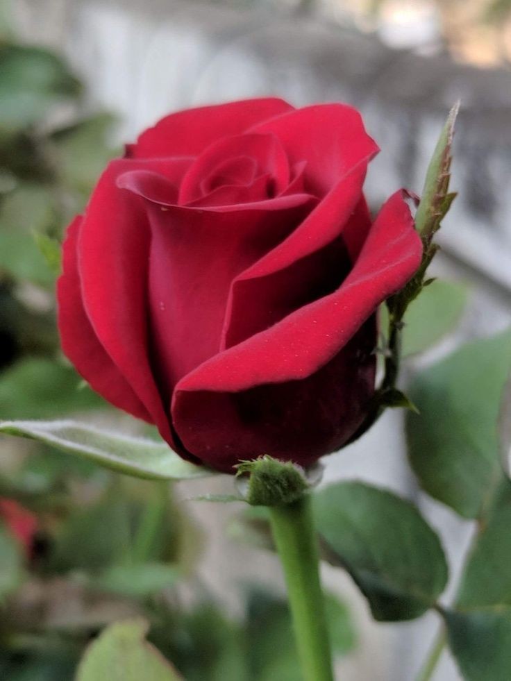 عماد العمده tweet media