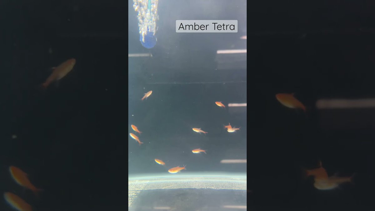FlakeFood's tweet image. Aquariums: #fishtank #nibm #pune #india #plantation #petlovers #aquarium #aquascape #nibmroad #art
flakefood.com/412554/aquariu…
