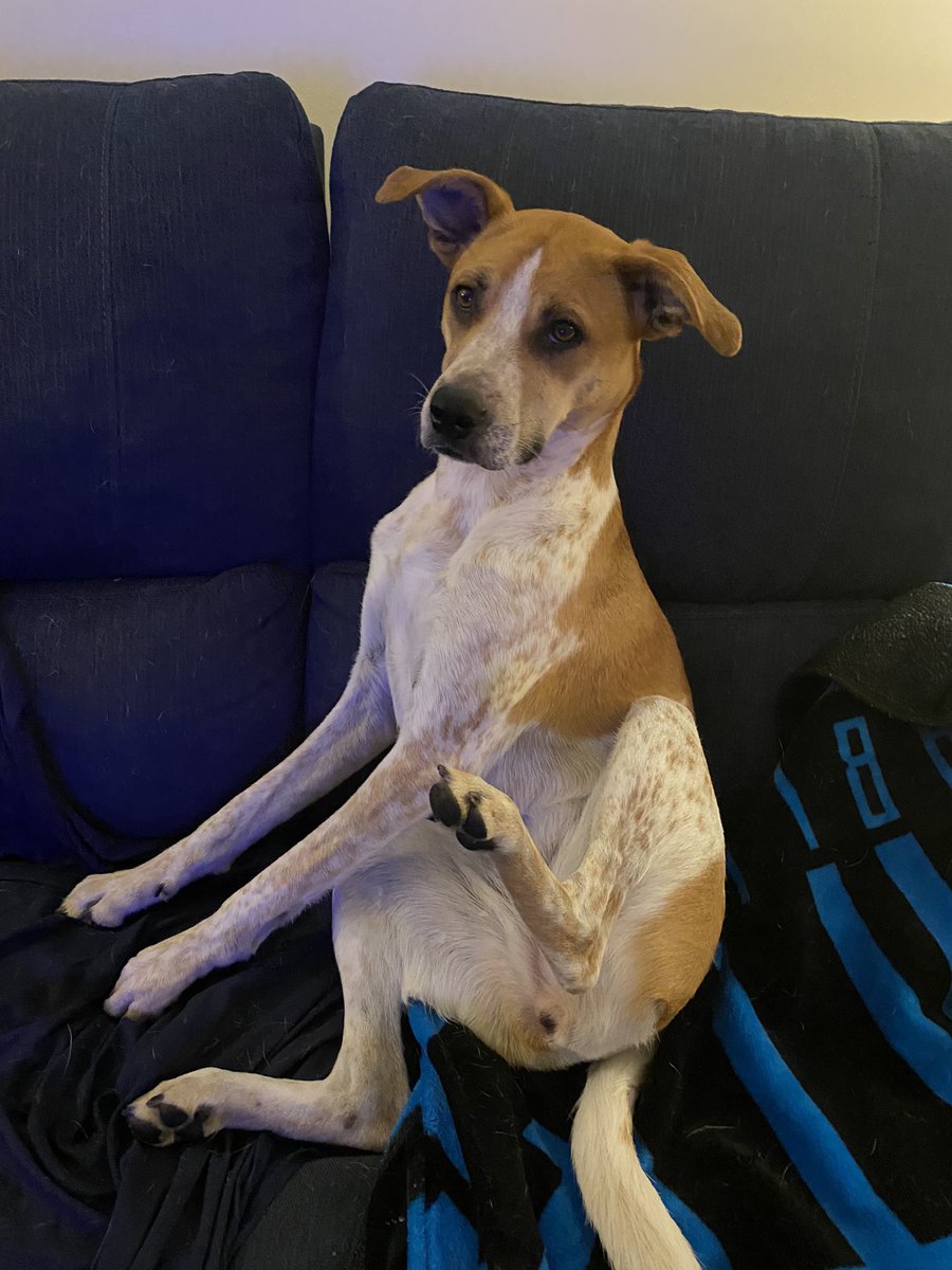 Alexis_Hellman's tweet photo. I accidentally spilled water on my dogs foot — she sat like this until I wiped it off https://t.co/0ejlgfoA19