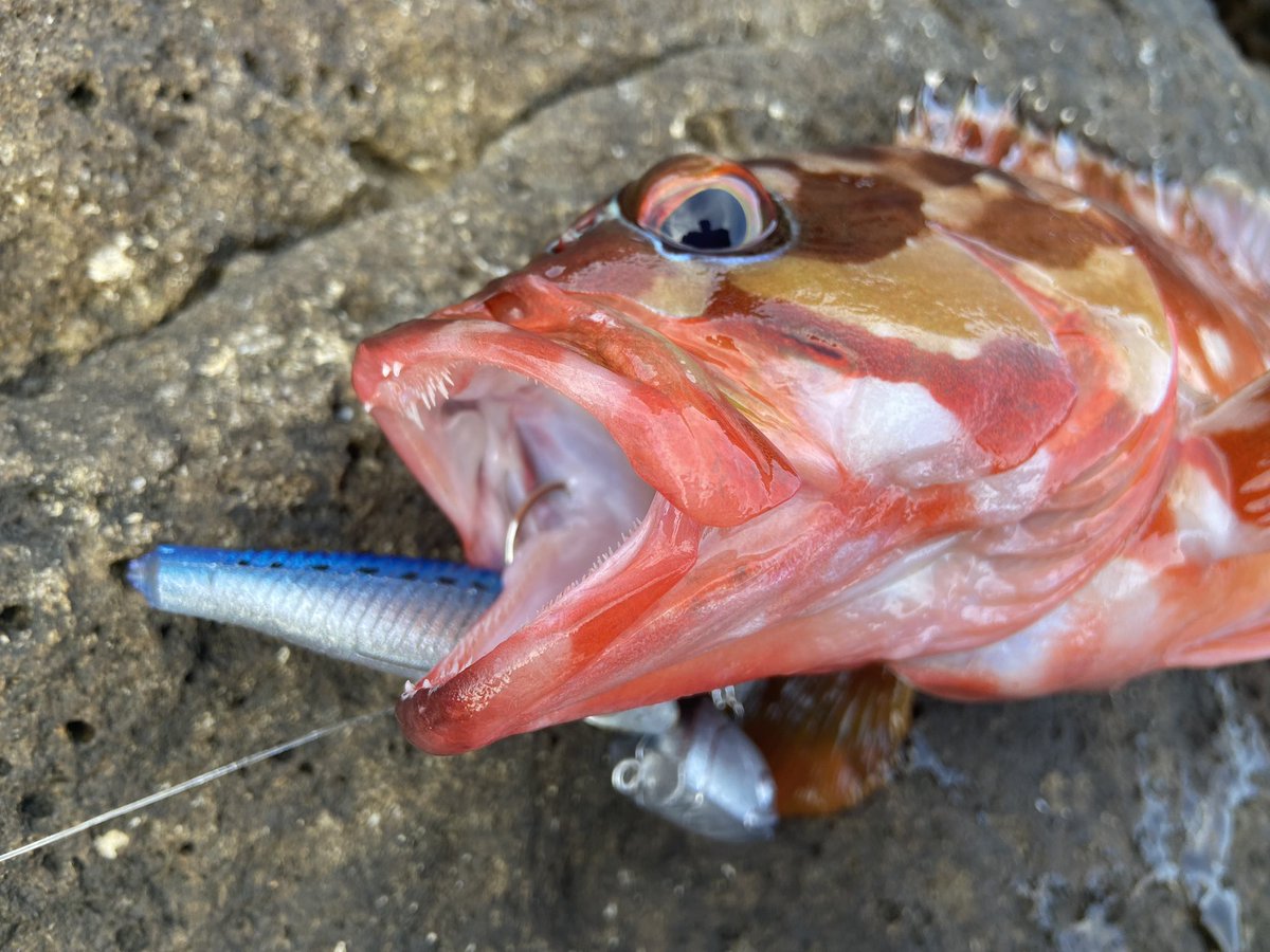 wocadaaa's tweet photo. 魚の食うタイミング🔥
魚の活性が悪く試行回数を増やし、目の前に上手くアプローチした時だけ食ってるような感じ😂
■#Apia #BruteHR #Harborbull96H
■#Daiwa #Certate3012H
■#Livre #LightArm65
■#xbraid #upgradePE_X4 1.2号
■#BKK スナップ
■#Ecogear #SwimingTenya 50g #BALT https://t.co/8J0oG5DP4h