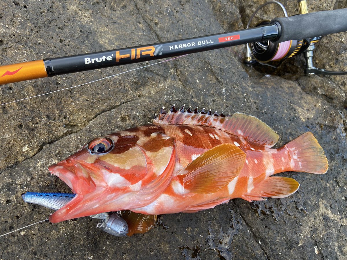 wocadaaa's tweet photo. 魚の食うタイミング🔥
魚の活性が悪く試行回数を増やし、目の前に上手くアプローチした時だけ食ってるような感じ😂
■#Apia #BruteHR #Harborbull96H
■#Daiwa #Certate3012H
■#Livre #LightArm65
■#xbraid #upgradePE_X4 1.2号
■#BKK スナップ
■#Ecogear #SwimingTenya 50g #BALT https://t.co/8J0oG5DP4h