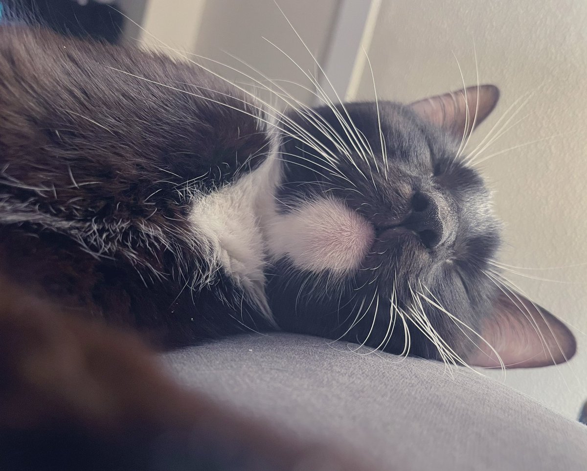 BethMotionless's tweet photo. I can’t emphasize enough how much of a difference fur babies make in your life… little do they know how much saving them saves you in the process. 🥹💜 https://t.co/Rrqul0SXIx