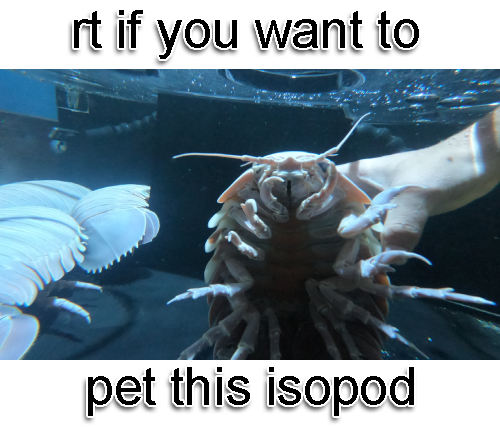️ I omor ☠️ ️🔞 on Twitter: "RT @IsopodBot: It's real isopod hours"