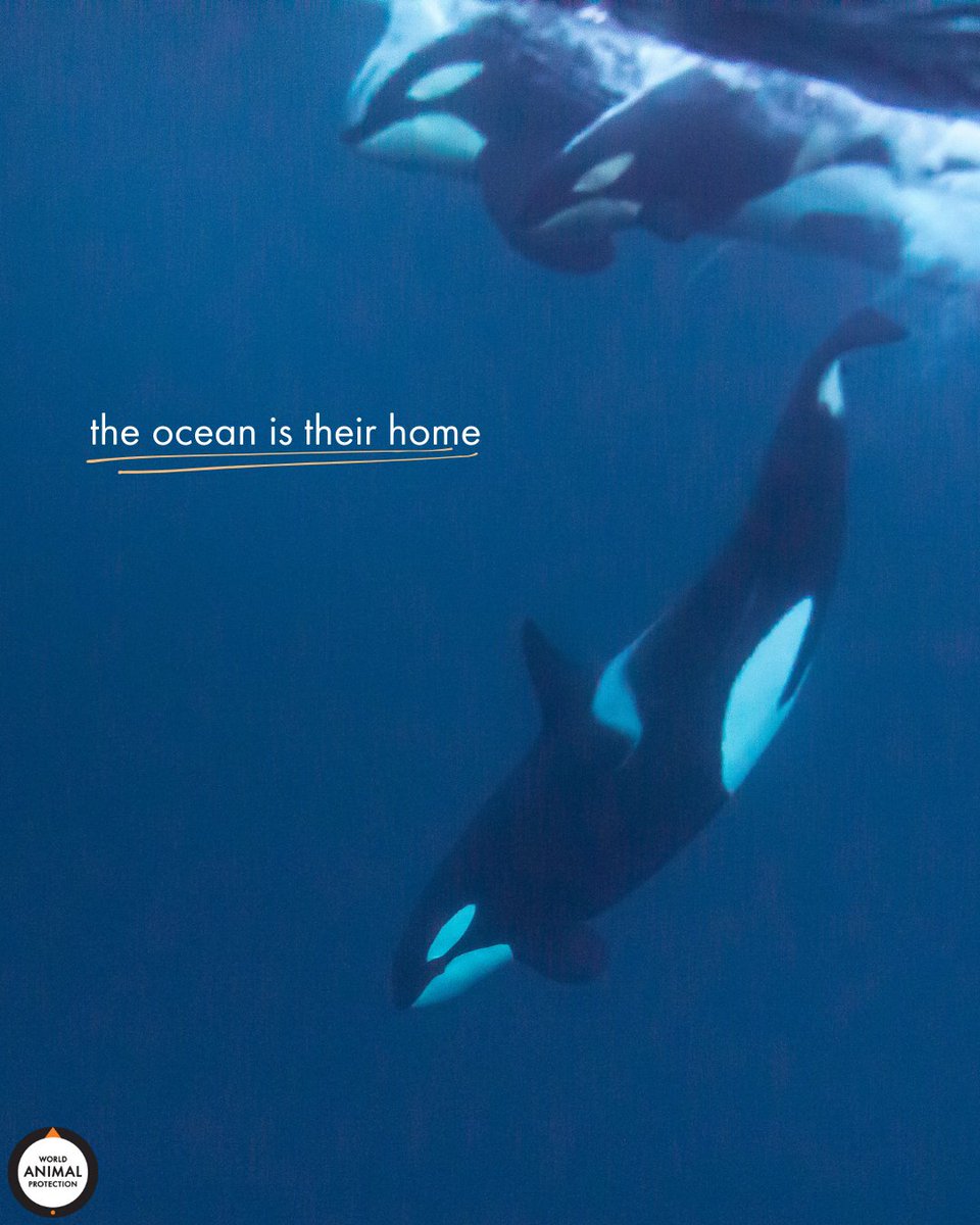 MoveTheWorldUS's tweet photo. A tank is not a home for an orca. The ocean is. 🧡 https://t.co/AcrDS97ZM8