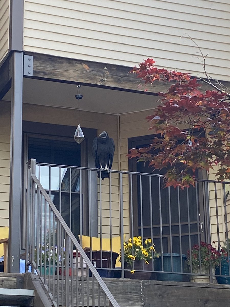 josetheman12's tweet photo. Black vulture roosted on the neighbors balcony this morning https://t.co/ljqZAhzI3u