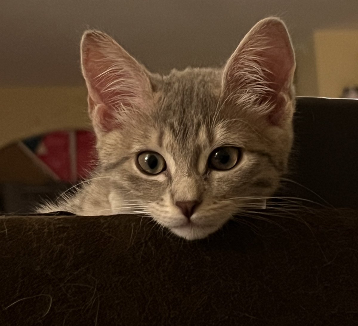 AleCCh_'s tweet photo. ¿Por qué los gatos tienen que crecer tan rápido? https://t.co/prsIstWY18