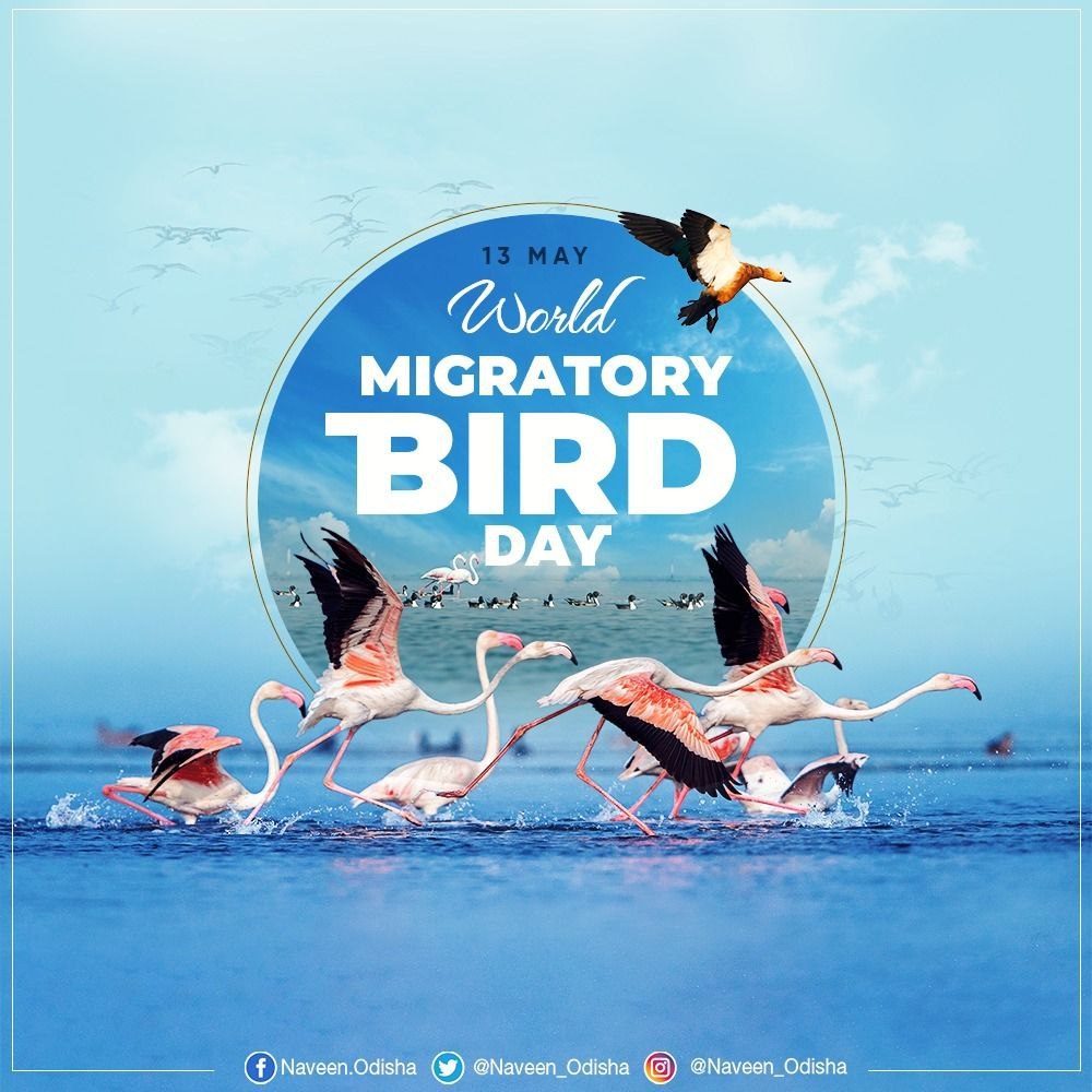 Naveen_Odisha's tweet photo. Migratory birds are nature's ambassadors and emissaries of our shared planet. On #WorldMigratoryBirdDay, reaffirm commitment to conserve #Odisha’s unique wetlands and avian habitats to host these winged guests every year who migrate thousands of kilometres to breed and feed. https://t.co/UW1QQxK6B2