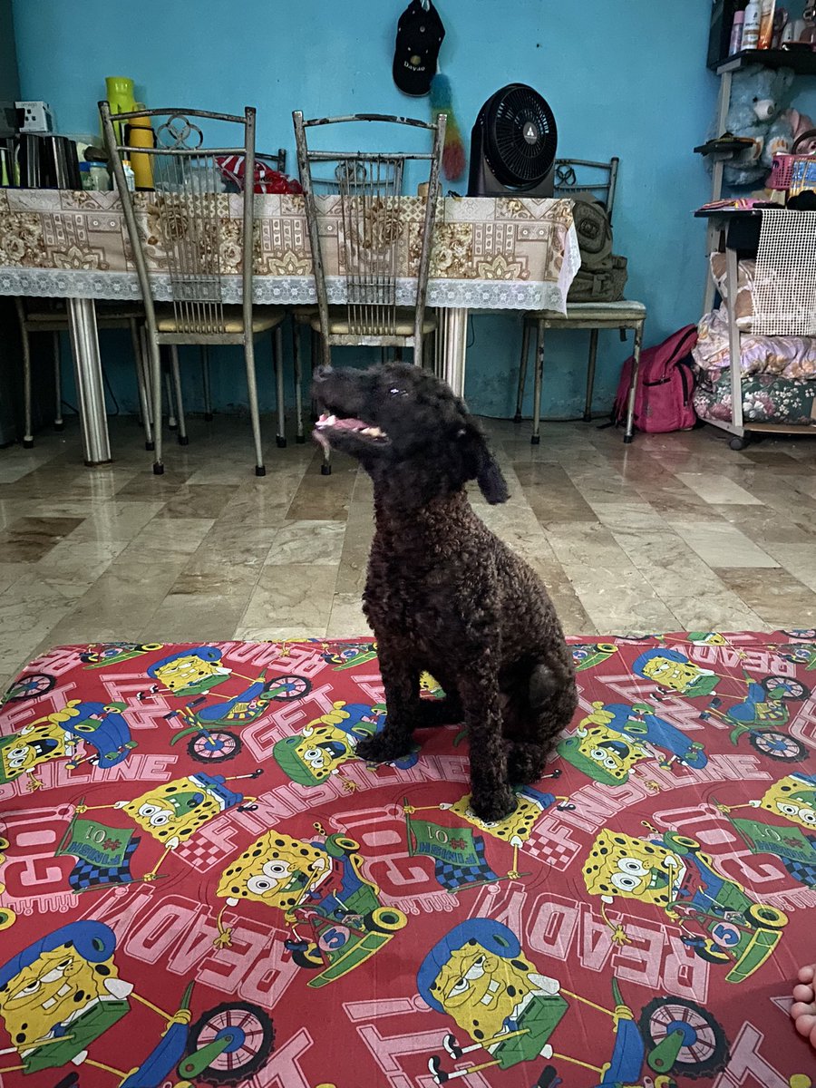 ynahbnml_'s tweet photo. Miss u my fin. Lapit na uwi mommy 🥺 https://t.co/2pFVcxHm9s