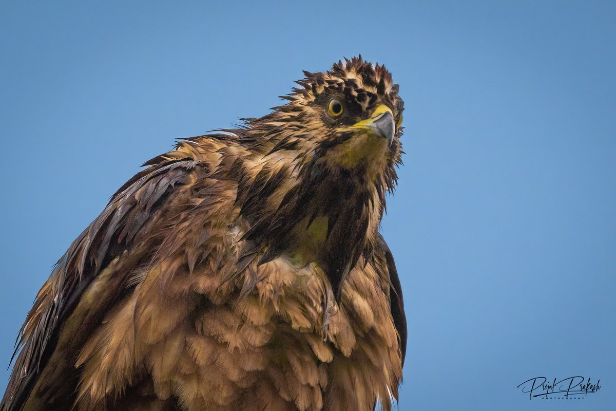 prakash_prejul's tweet photo. Oriental / Crested Honey Buzzard....
#BirdsSeenIn2023 #birdsofprey #BirdsOfTwitter #birds #BirdsOfBahrain https://t.co/ocdG1az0aJ