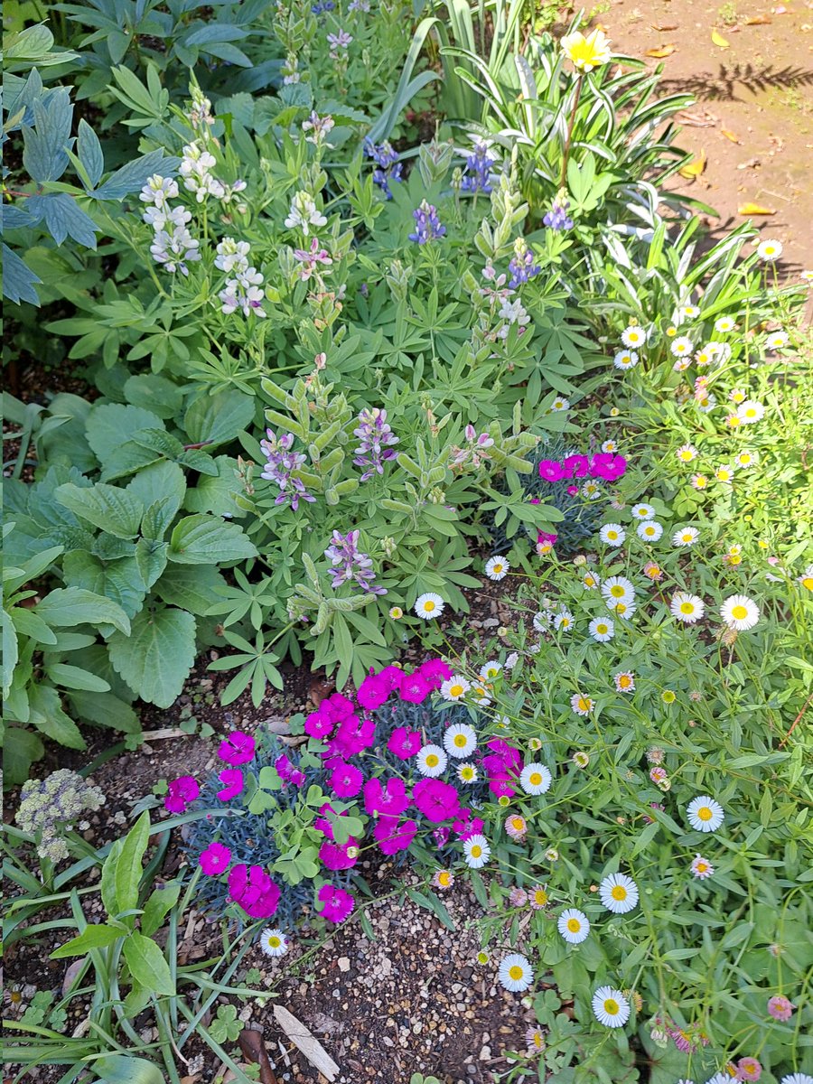 🌺🌿🌼🌿some flowers add vibrant colors to the plants growing on the sidestreet.