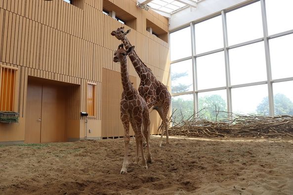 saitamazoo_tw's tweet image. キリンの親子(ステップとアップ)のウンチです。
親と赤ちゃんの大きさの違いが良く分かりますね。なかなか見れる機会がないと思いますので載せてみました。ウンチの観察は動物を飼育する上で大切な健康チェックなんですよ。
#キリンのウンチ
#健康チェック