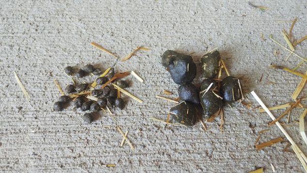 saitamazoo_tw's tweet image. キリンの親子(ステップとアップ)のウンチです。
親と赤ちゃんの大きさの違いが良く分かりますね。なかなか見れる機会がないと思いますので載せてみました。ウンチの観察は動物を飼育する上で大切な健康チェックなんですよ。
#キリンのウンチ
#健康チェック