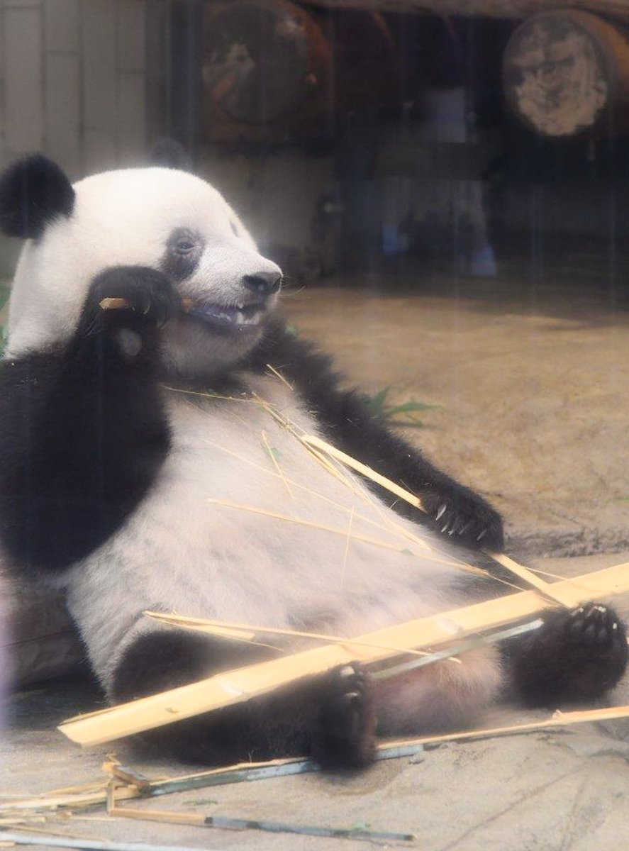 シャンちゃん🍎こんにちは
#シャンシャン #香香 #xiangxiang #ジャイアントパンダ #giantpanda