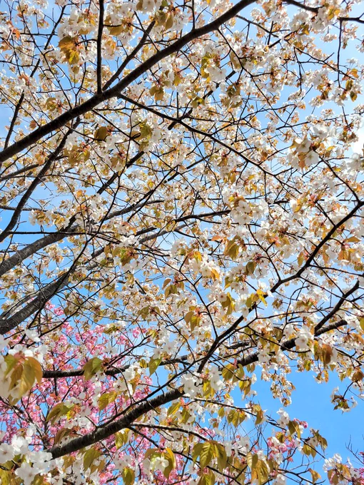 私の居住地にも春が来たのでお届けする①