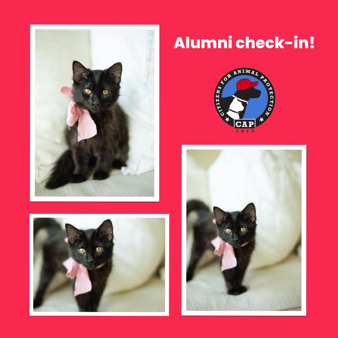 CAP4pets tweet media