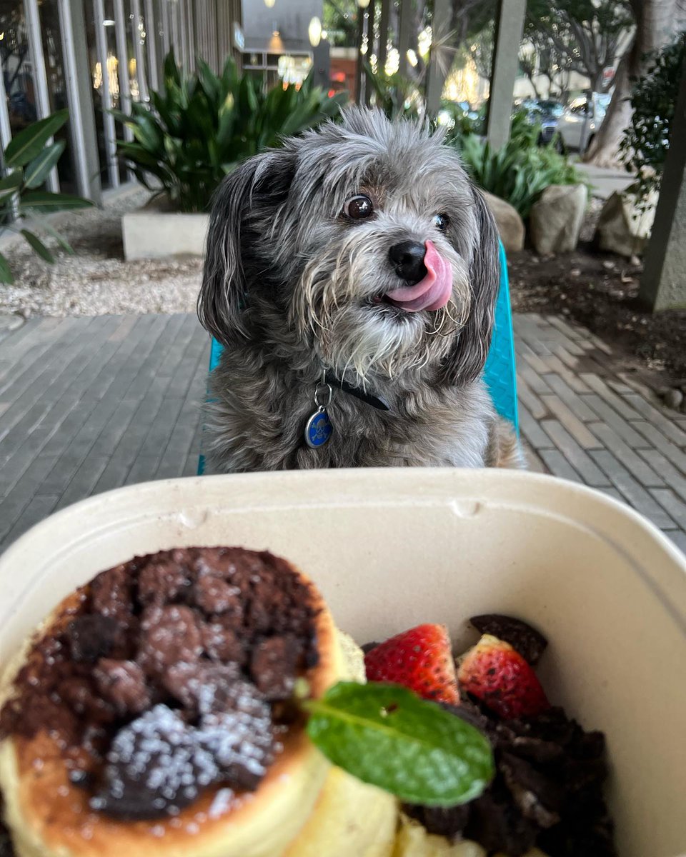 VisitPasadena's tweet photo. Happy #FurryFriendFriday! Here's the fluffiest dog, @rambo_eats_la, enjoying the fluffiest pancakes at Motto Tea Cafe! Find more places you can bring your pup for dog-friendly dining at https://t.co/fup1TGulip #visitpasadena #pasadenaca #dogsofpasadena #soufflepancakes https://t.co/BAvPAYWc1t