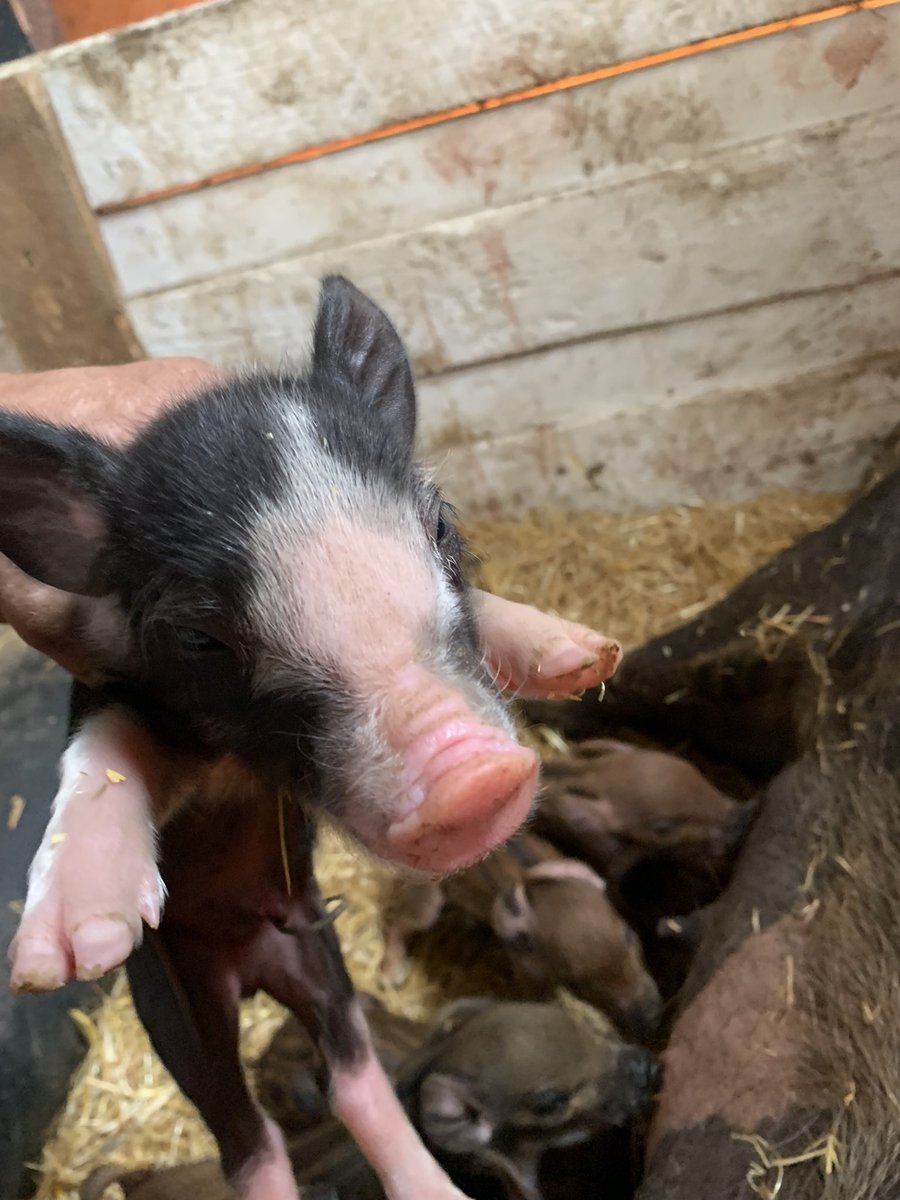 jpghoosier's tweet photo. Piggies!! https://t.co/j3vYAKchRv
