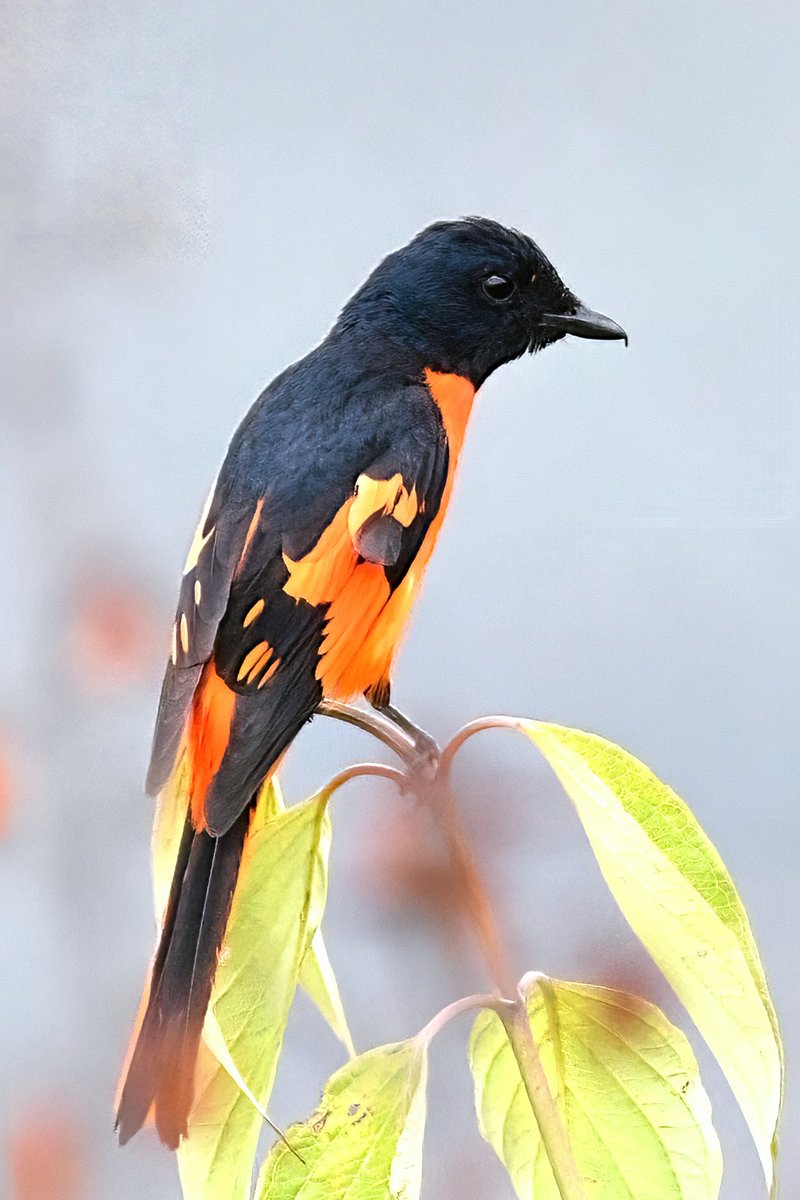 rajathooja's tweet photo. #Scarlet #Minivet
#Ramgarh #Uttarakhand #India
#Nikon #sigma150to600Contemporary
@NikonIndia
@Sigma_India
@orientbirdclub
@SanctuaryAsia
@Avibase https://t.co/7faFLWjJWB