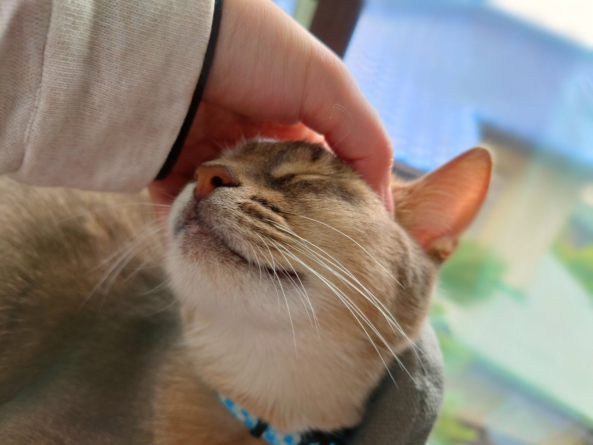 zenufonius's tweet photo. 今日のアルちゃん
安定の笑い猫である
指むぎゅっとしたときの人相の悪さよ🤣
#猫のいる生活 
#猫好きさんと繋がりたい 
#猫のいる幸せ https://t.co/X2ba1U6yaI