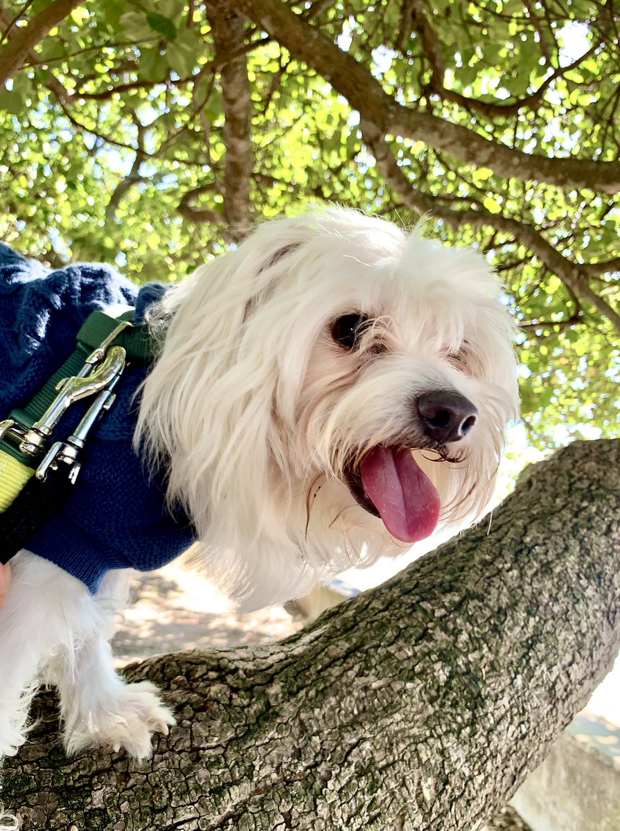 saltywavedog's tweet photo. Have a #happysaturday βοΈπ΄πΆ Doing some silly things just for fun!
#dogwalk #saltywavedog #dogsthatexplore #dogsthatclimbtrees #dogs #dogsoftwitter https://t.co/2reW9zUgCN