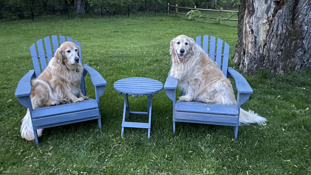 “This, Sophie, is how the humans enjoy the yard.”
“I don’t get it, Pete. I don’t think this is nearly as comfortable as laying in the grass.”
#dogsoftwitter #BrooksHaven #grc #dogcelebration #GoldenRetrievers #dogs #backyard #Dogsarefamily #adirondackchairs #sit #floof