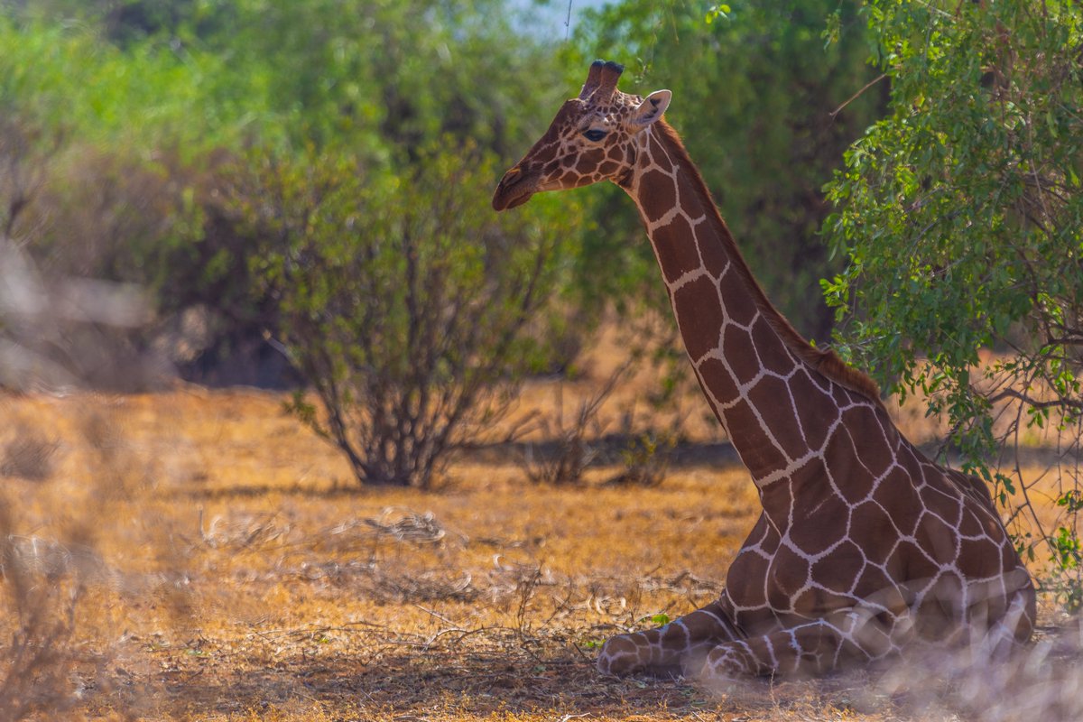 TonyWildKe's tweet photo. Giraffes know the importance of taking a break and so do we. Let's continue to promote conservation action through photography, film and science.
π¦ Reticulated Giraffe
πΈ @AnthonyTonyWild
#TonyWild #VELPStories https://t.co/7urVOgSQog