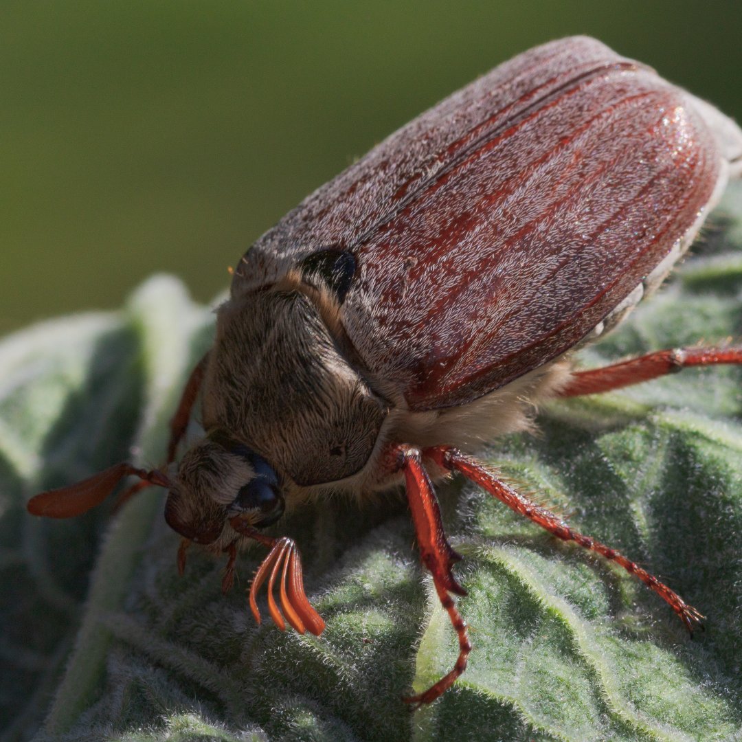 Certis Belchim UK tweet media