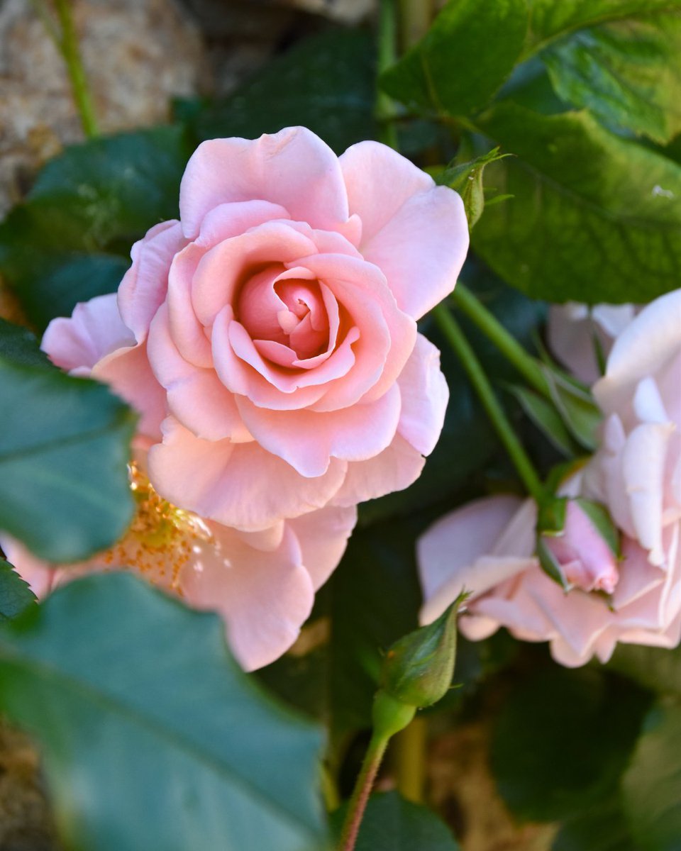 Château de Villandry 🏰 🌹 tweet media